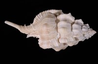 藏品(岩棘千手螺)的圖片